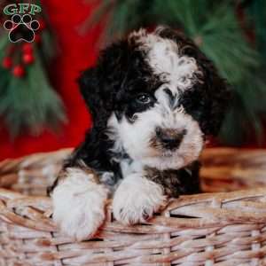 Winston, Mini Bernedoodle Puppy